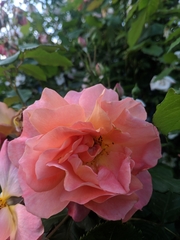 Rosa