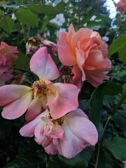 Rosa