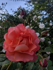 Rosa