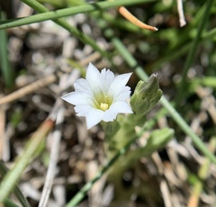 Gentiana fremontii