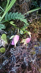Utricularia unifolia