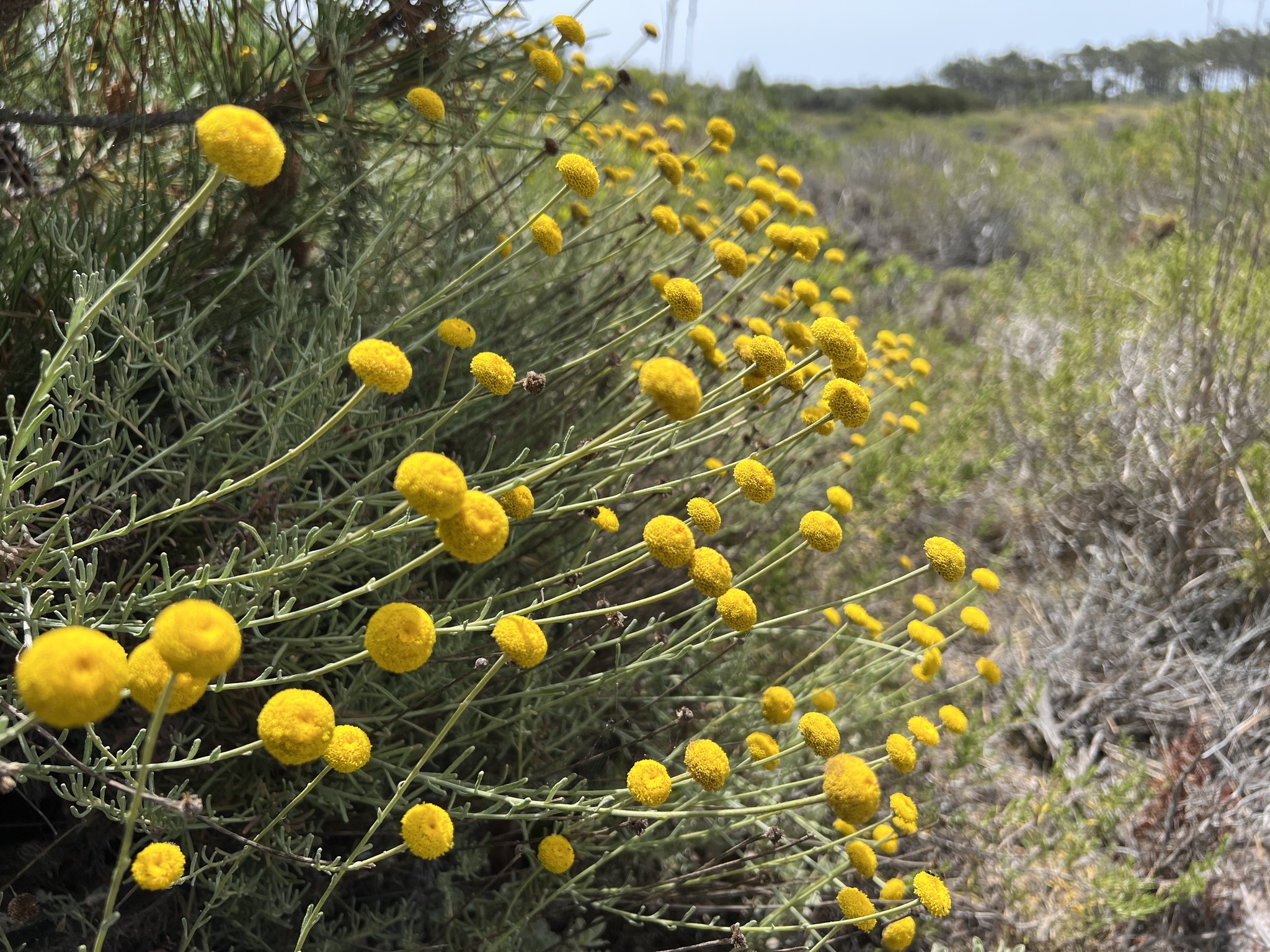 marcetão-das-areias (Santolina impressa) · BioDiversity4All