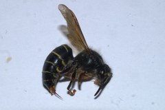 Dolichovespula media