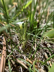 Gentiana fremontii