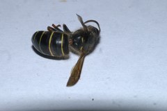 Dolichovespula media