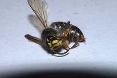 Dolichovespula media