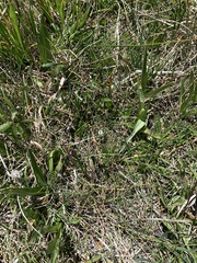 Gentiana fremontii