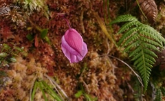 Utricularia unifolia