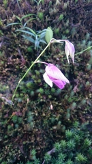 Utricularia unifolia
