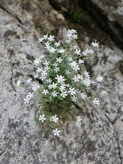 Petrocoptis glaucifolia