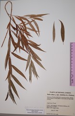 Salix × fragilis vitellina