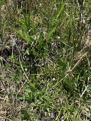 Gentiana fremontii