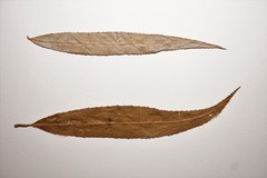 Salix × fragilis vitellina