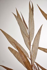 Salix × fragilis vitellina