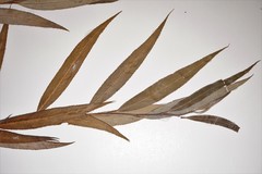 Salix × fragilis vitellina