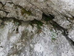 Petrocoptis glaucifolia