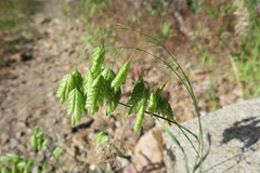 Bromus briziformis