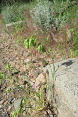 Bromus briziformis