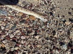 Arizona elegans candida