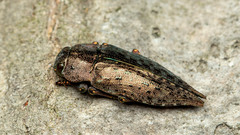 Dicerca berolinensis