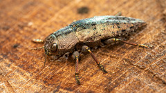 Dicerca berolinensis