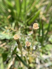 Gentiana fremontii