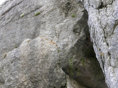 Petrocoptis glaucifolia