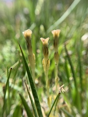 Gentiana fremontii