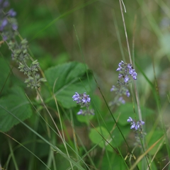 Salvia urticifolia