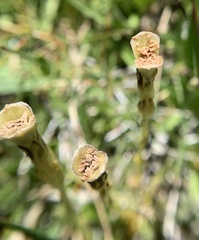 Gentiana fremontii