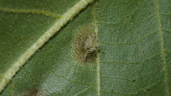 Phylloxera caryaefoliae