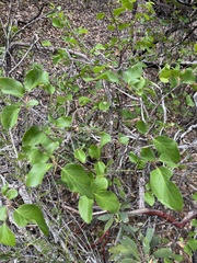 Styrax redivivus