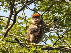 Piliocolobus tephrosceles