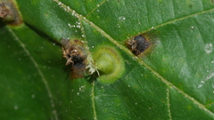 Phylloxera caryaefoliae