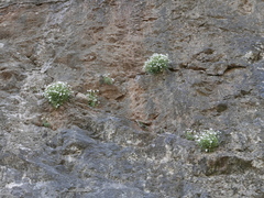 Petrocoptis glaucifolia