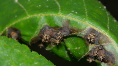 Phylloxera caryaefoliae
