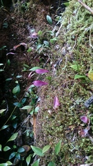 Utricularia unifolia