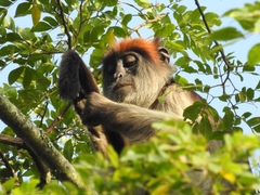 Piliocolobus tephrosceles
