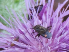 Closterotomus cinctipes