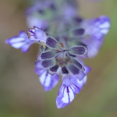Salvia urticifolia