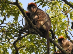 Piliocolobus tephrosceles