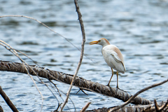 Bubulcus ibis