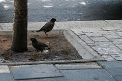 Acridotheres tristis