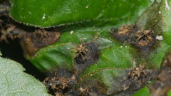 Phylloxera caryaefoliae
