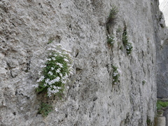 Petrocoptis glaucifolia