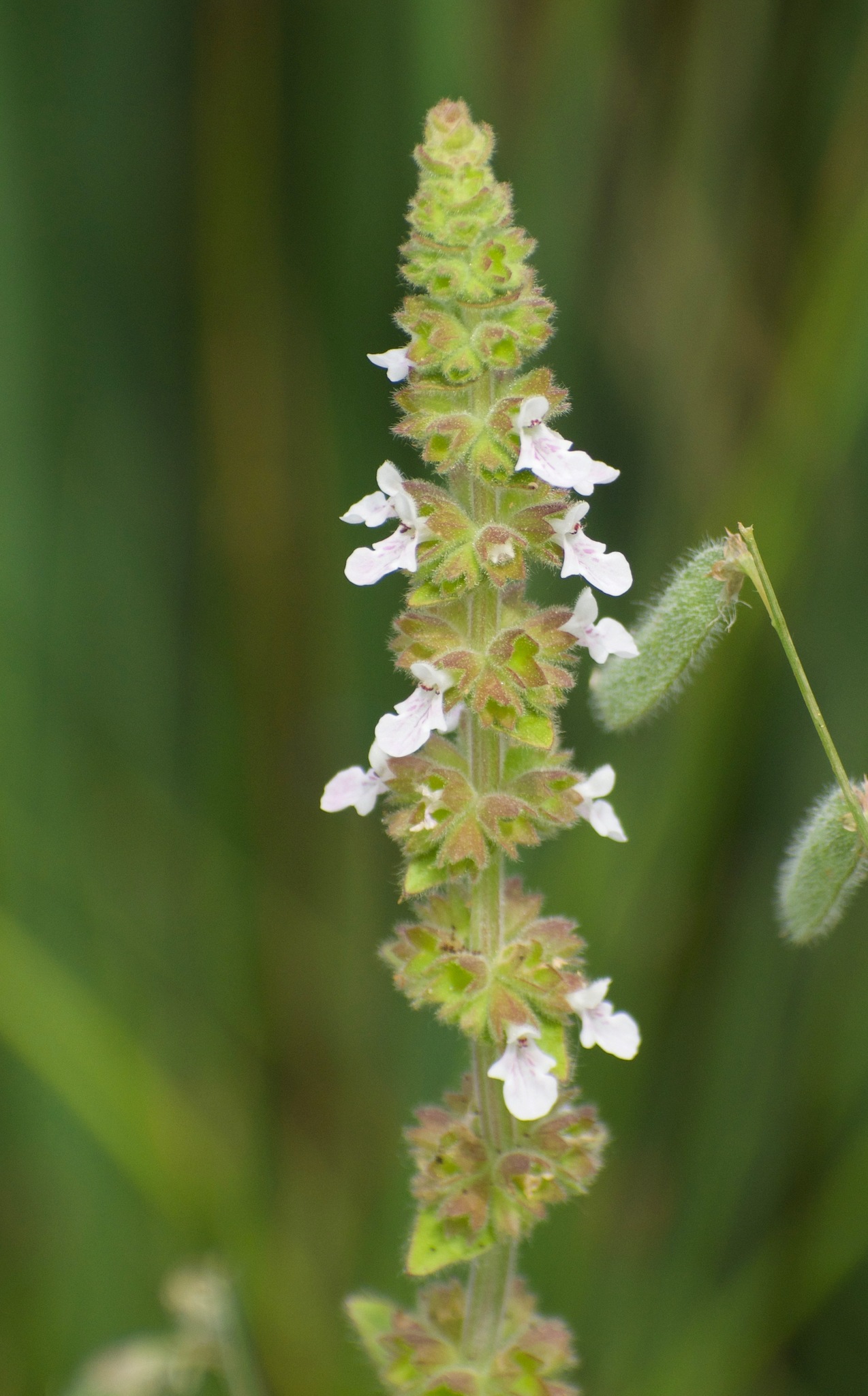 Stachys stricta