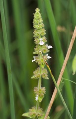 Stachys stricta