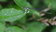 Platycnemis phyllopoda