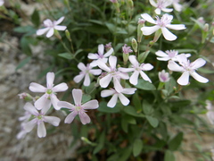 Petrocoptis glaucifolia