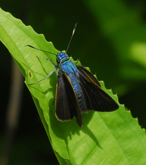 Onophas columbaria